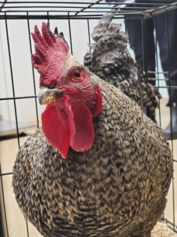 Enlarge ROGER, a Adoptable Chicken in Loveland, CO image 1/1