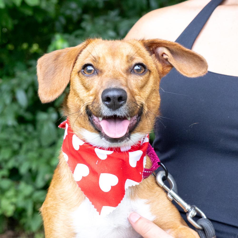 Enlarge Ruby (Female), a Adoptable mixed breed in West Grove, PA image 1/6