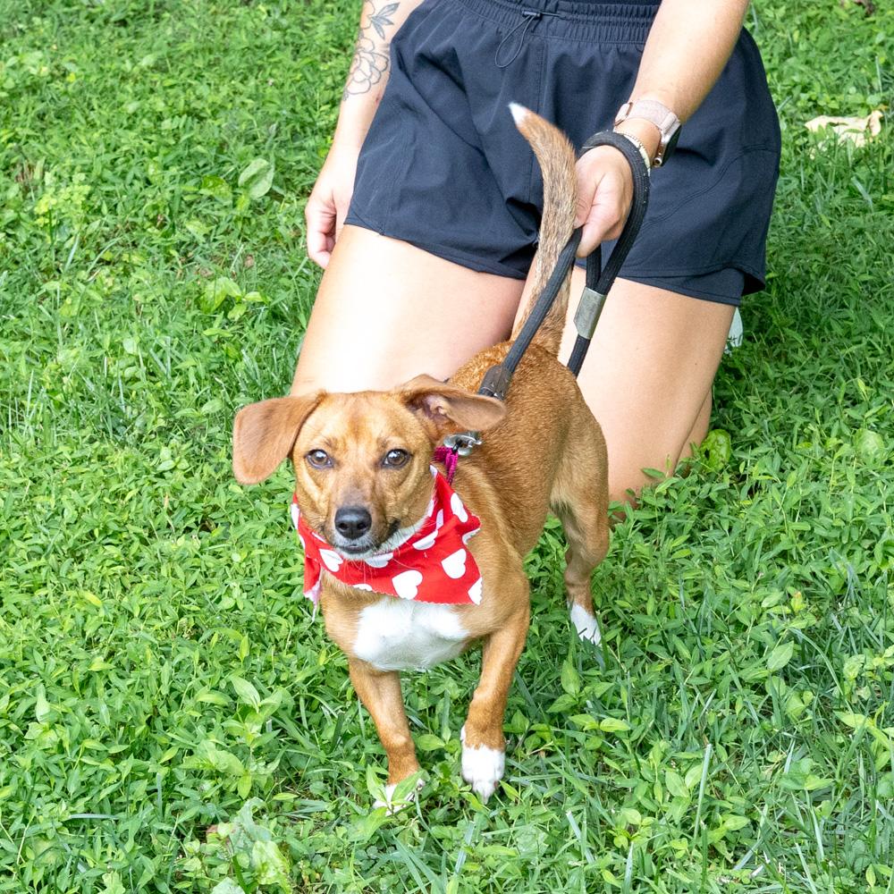 Enlarge Ruby (Female), a Adoptable mixed breed in West Grove, PA image 6/6