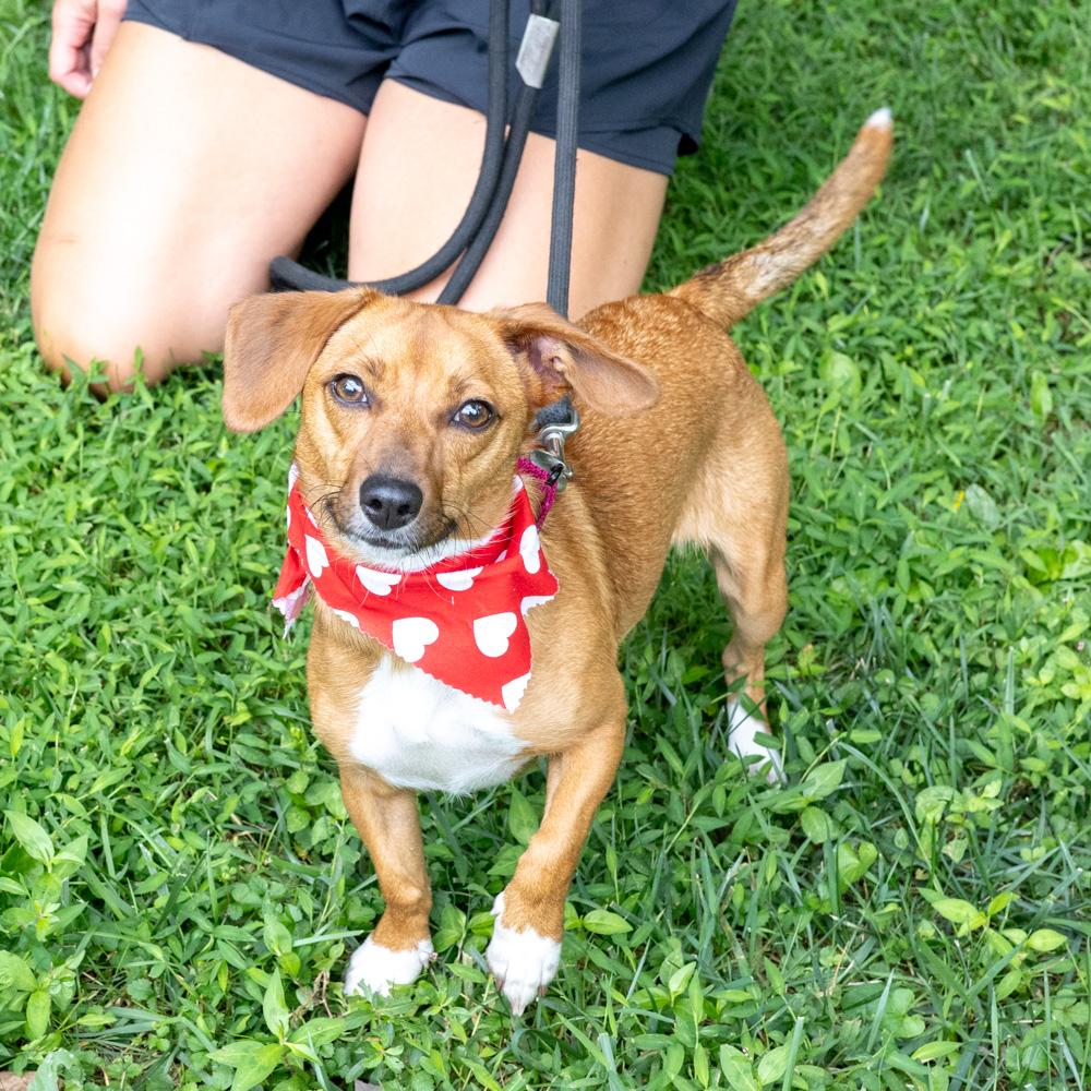 Enlarge Ruby (Female), a Adoptable mixed breed in West Grove, PA image 2/6