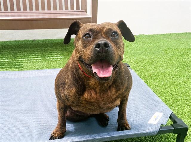 Enlarge JENNY, a Adoptable American Staffordshire Terrier in Fort Lauderdale, FL image 1/1