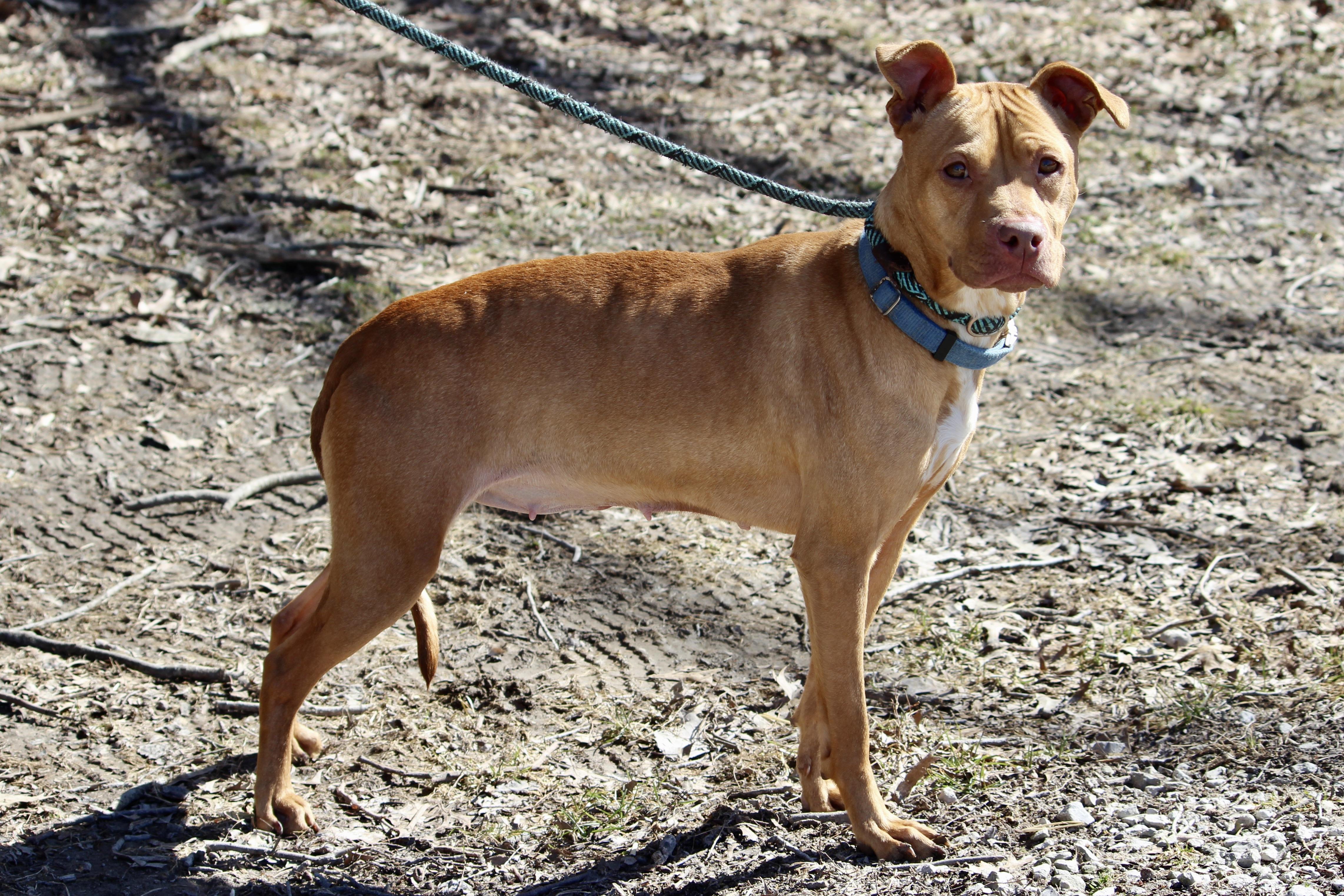 PRINGLE — thumbnail 2