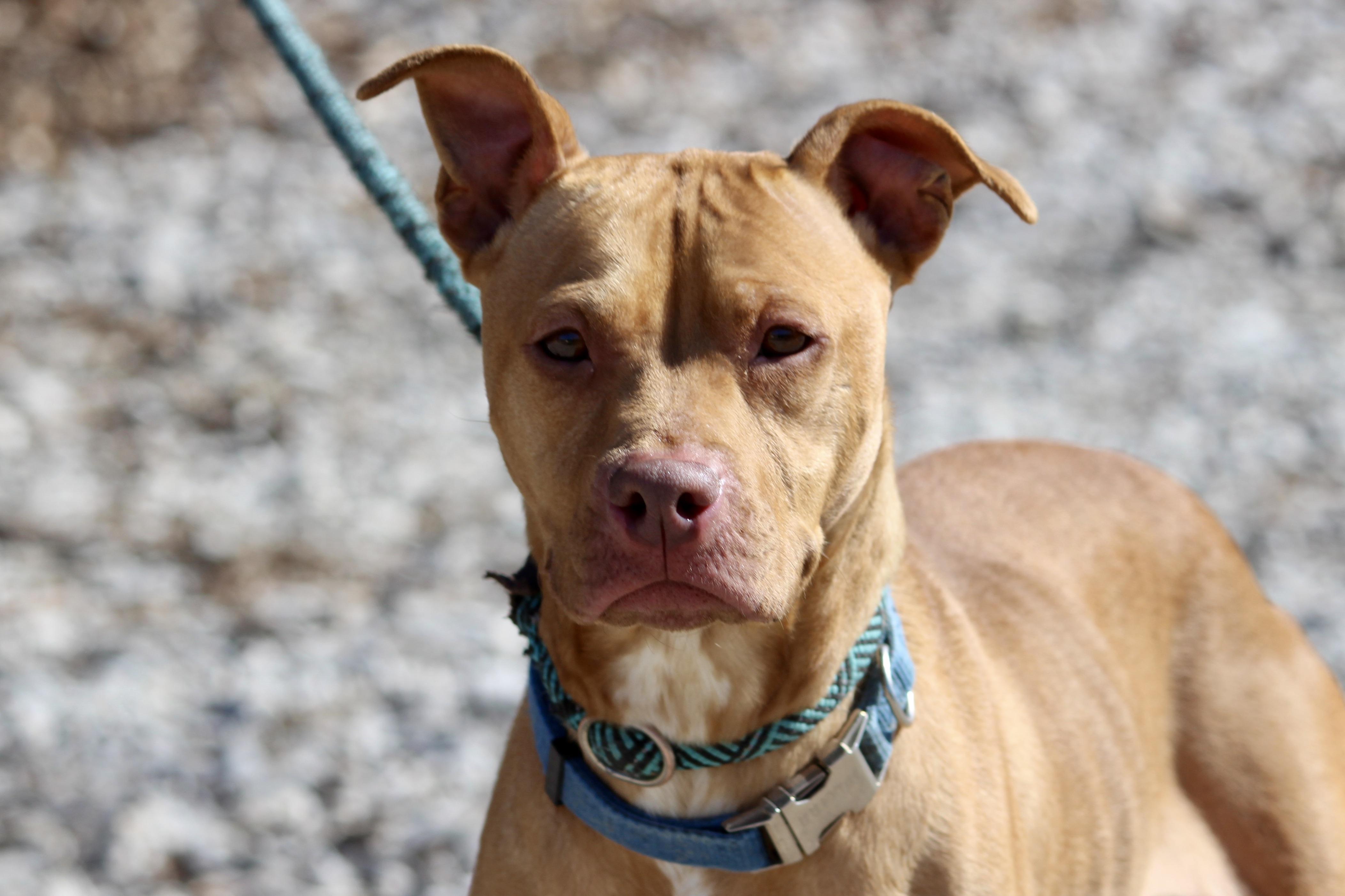 PRINGLE — thumbnail 3