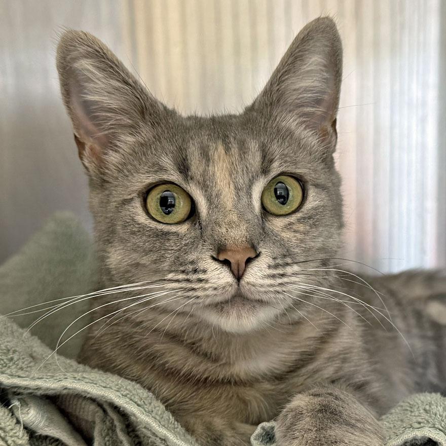 Cleo, adopted, Young Female Domestic Short Hair.