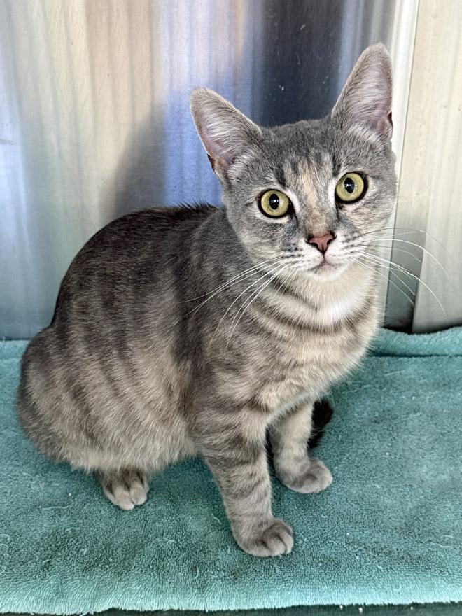 Cleo, an adopted Domestic Short Hair in E Falmouth, MA image 2/2