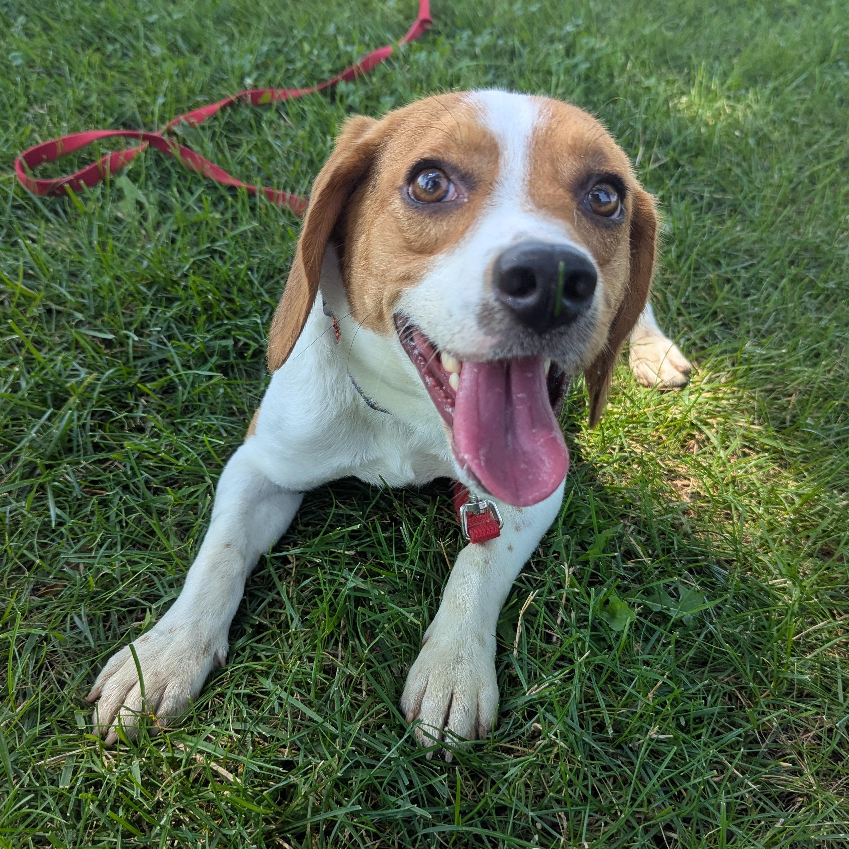 Terk, an adopted mixed breed in Valparaiso, IN image 1/3