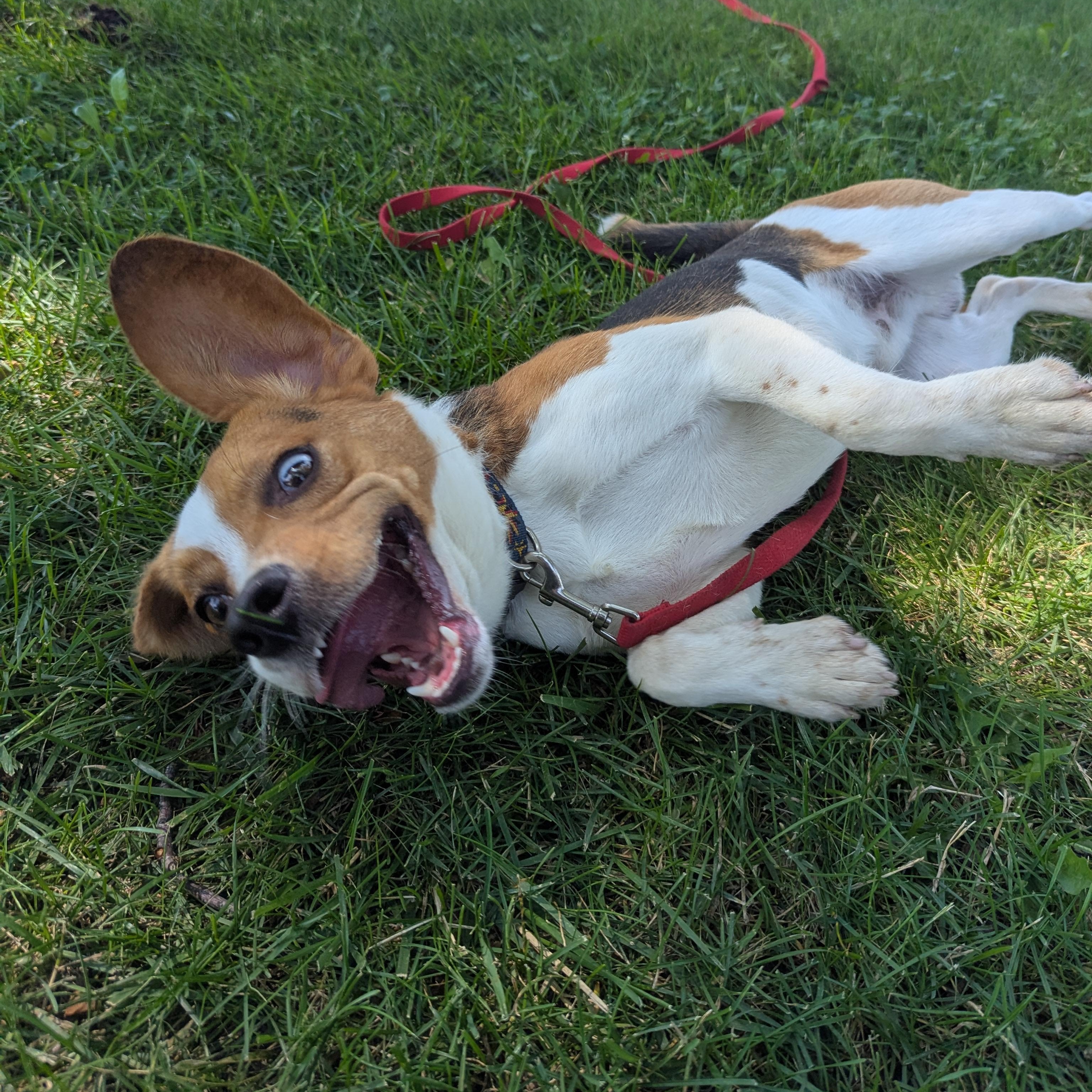 Terk, an adopted mixed breed in Valparaiso, IN image 3/3