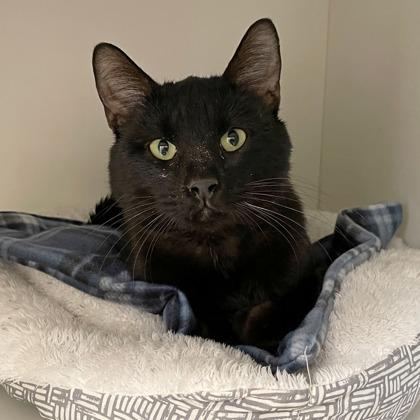 Chavito, Adoptable, Adult Male Domestic Short Hair & Domestic Short Hair.