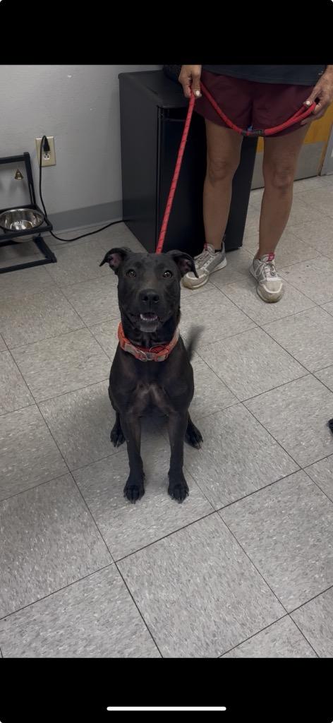 Enlarge Girlfriend, a Adoptable mixed breed in Sorrento, LA image 1/2