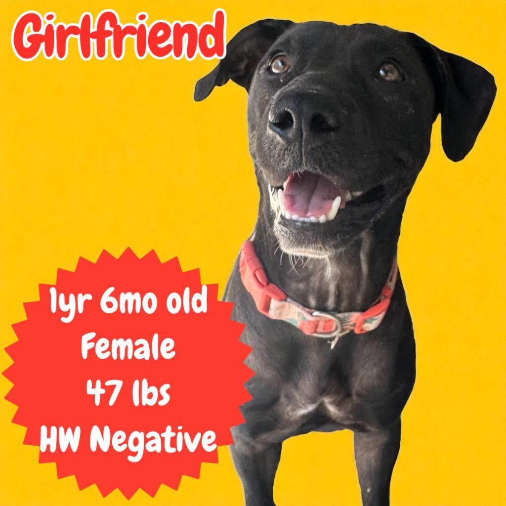 Enlarge Girlfriend, a Adoptable mixed breed in Sorrento, LA image 2/2