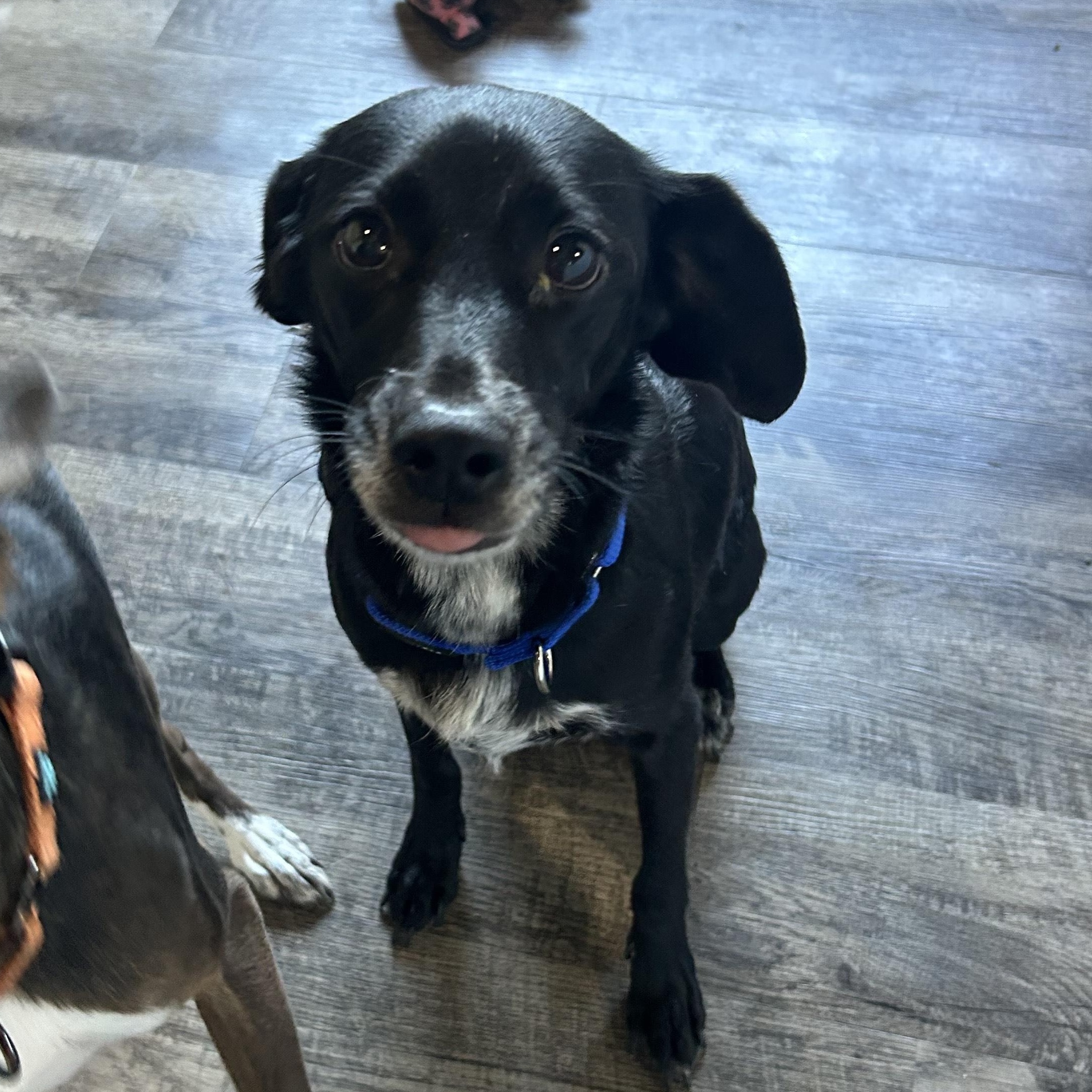 Enlarge Lily, an adoptable mixed breed in Alma, MI image 1/2