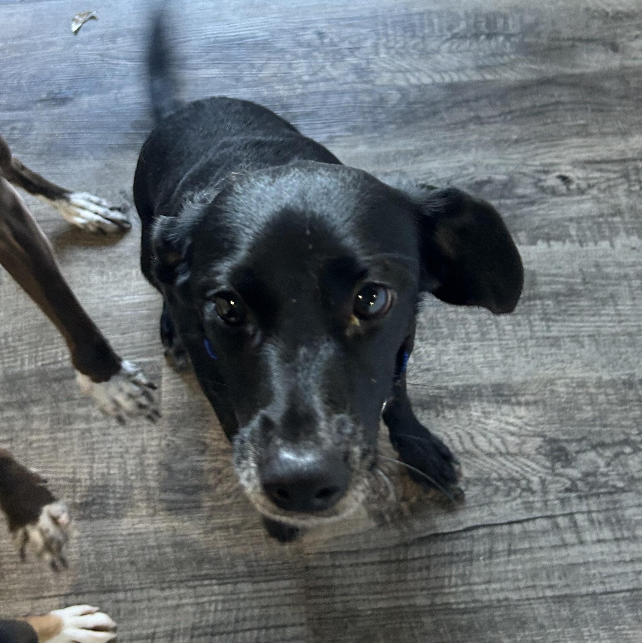 Enlarge Lily, an adoptable mixed breed in Alma, MI image 2/2