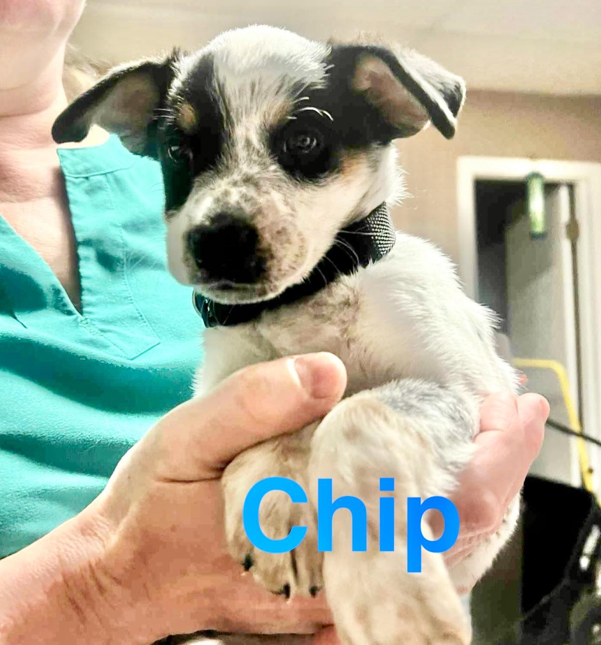 Chip
