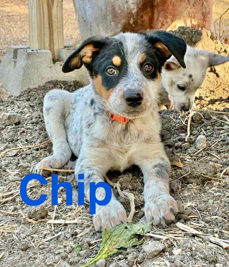 Chip