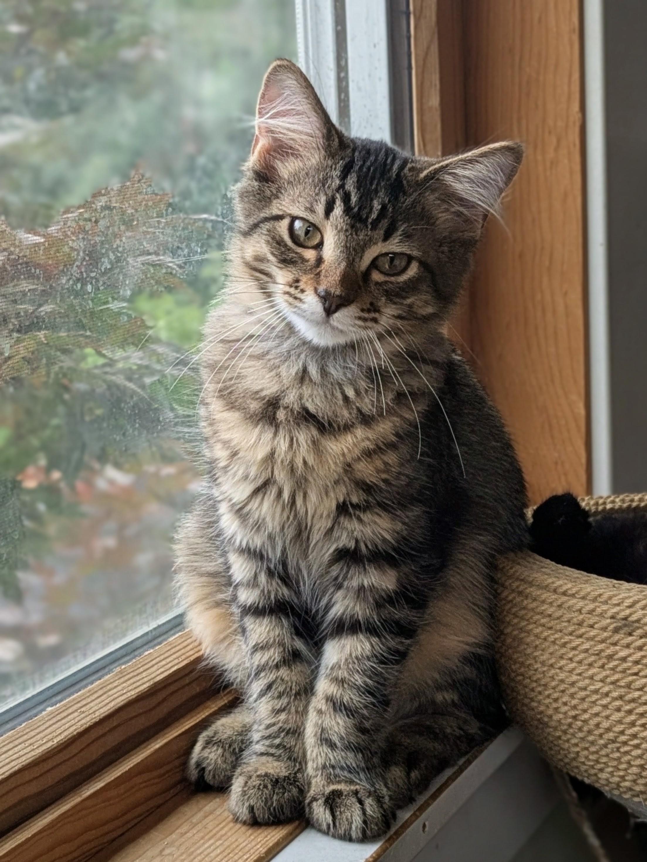 Lido, an adopted mixed breed in Lombard, IL image 2/6