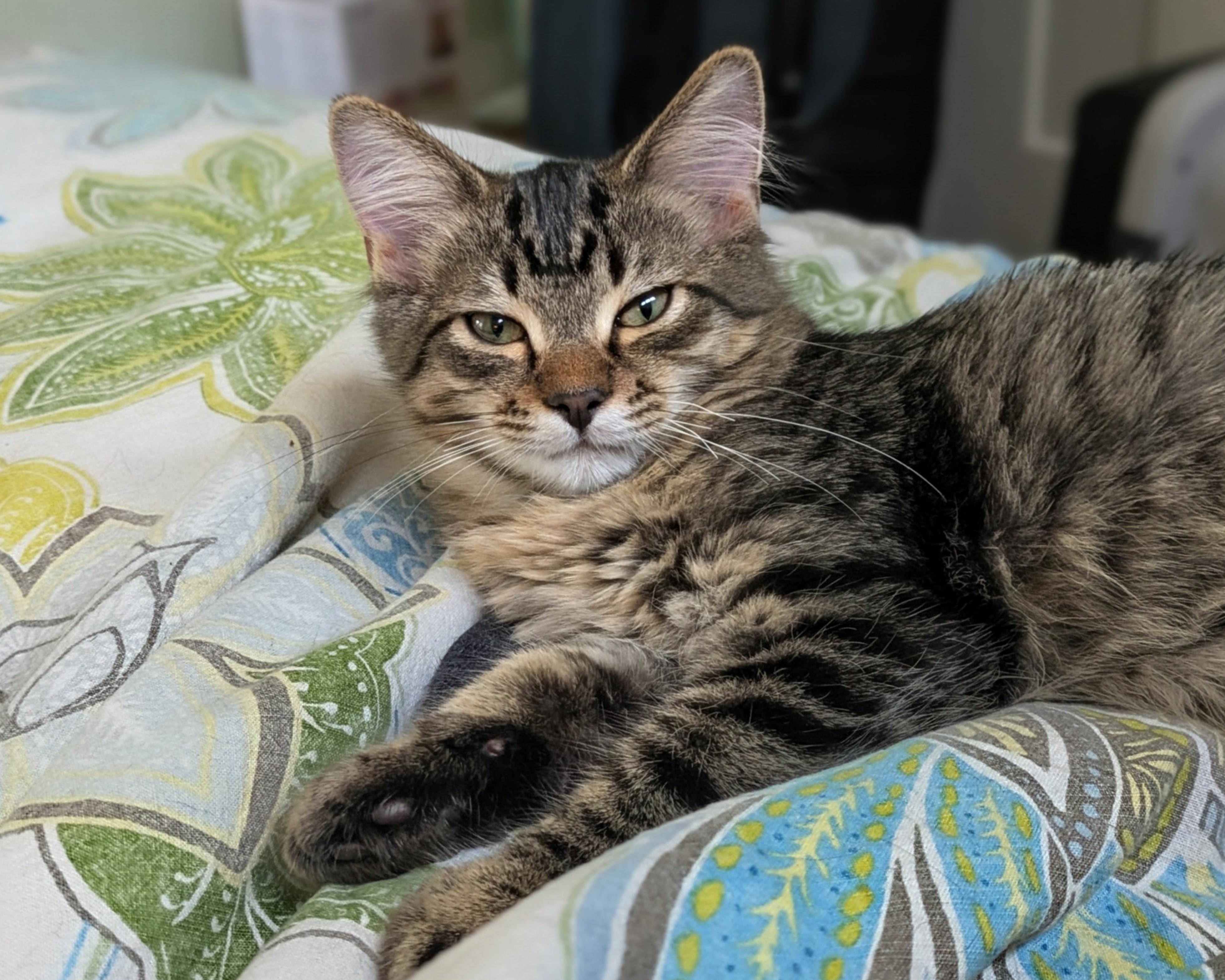 Lido, an adopted mixed breed in Lombard, IL image 1/6