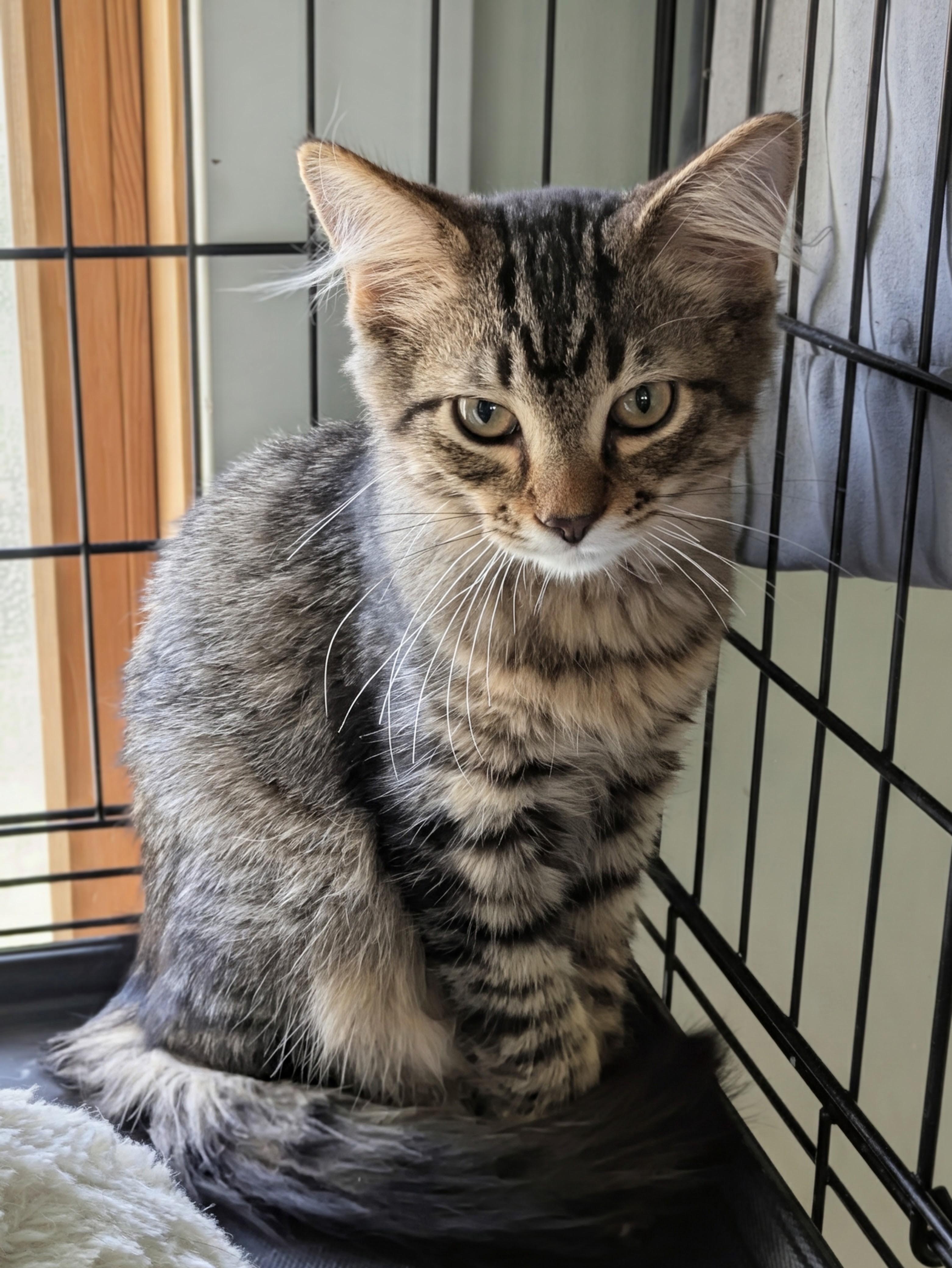 Lido, an adopted mixed breed in Lombard, IL image 5/6