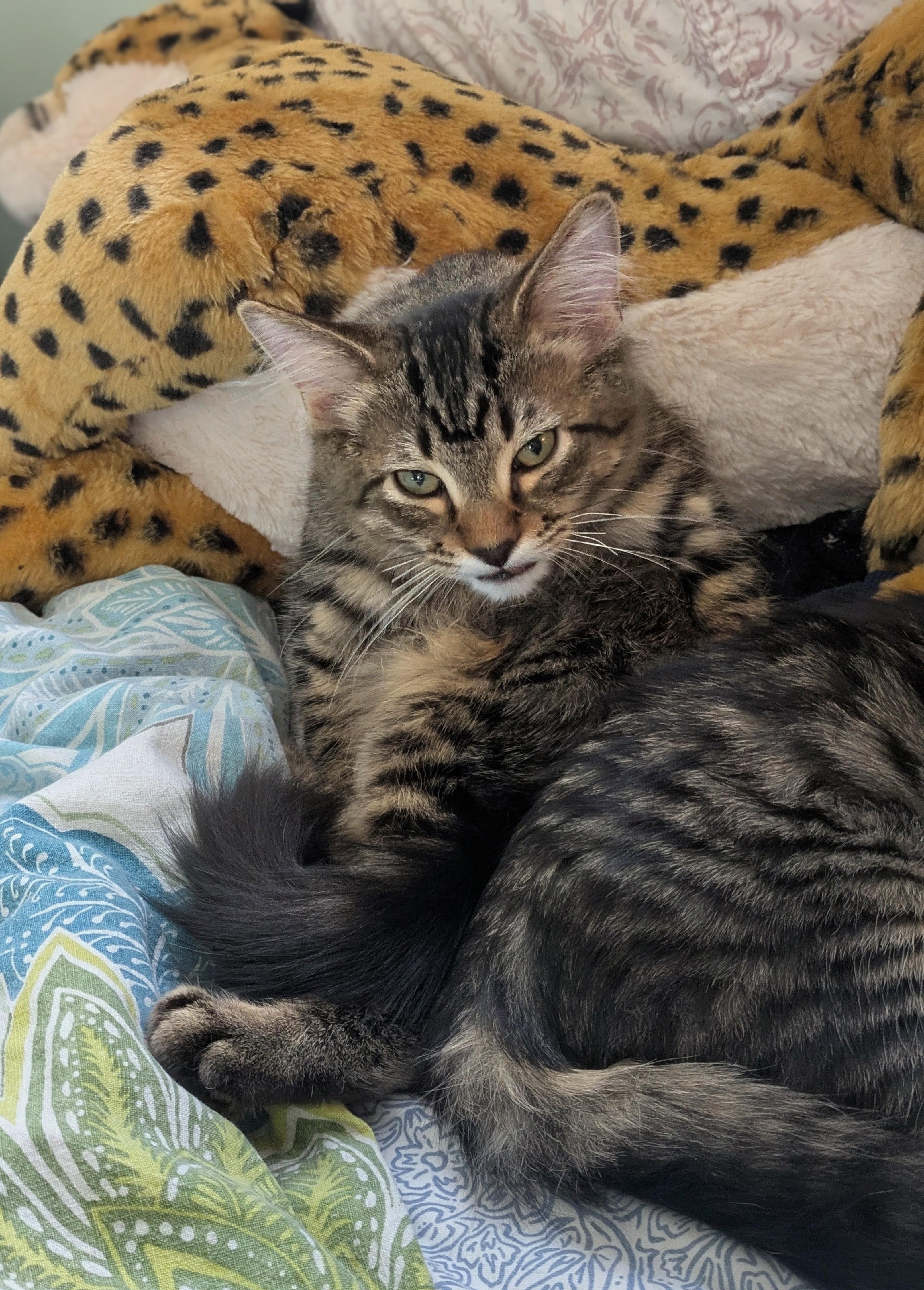 Lido, an adopted mixed breed in Lombard, IL image 3/6