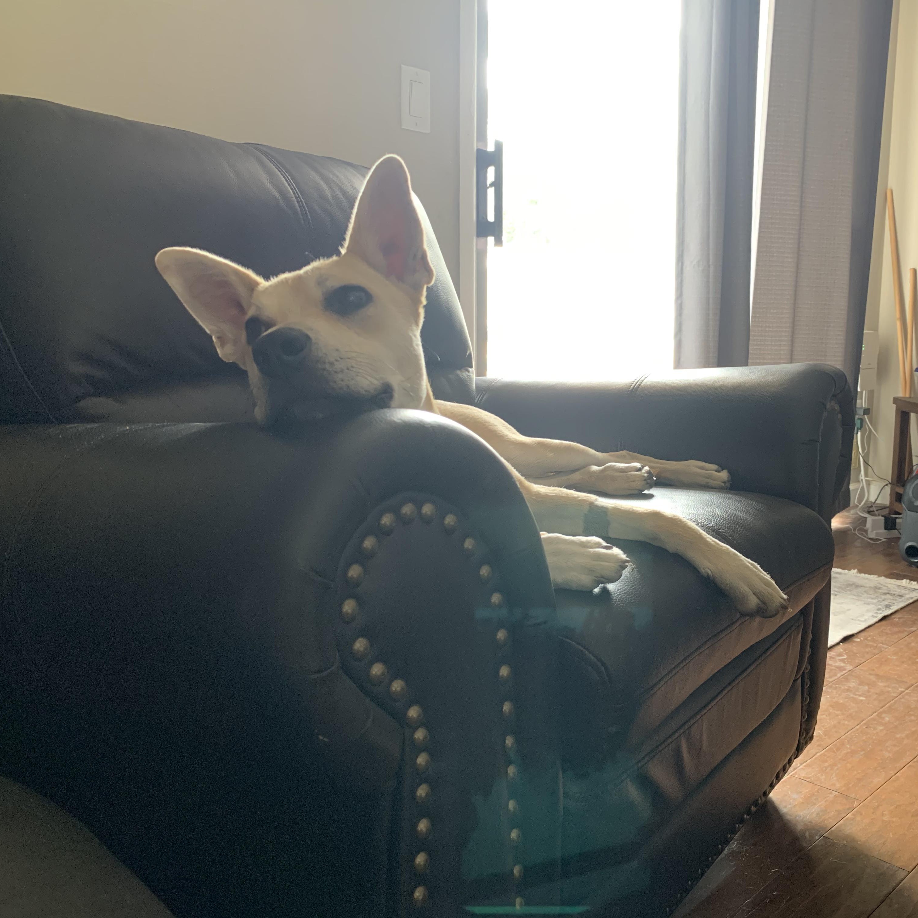 Enlarge SCOUT, a Adoptable mixed breed in San Deigo, CA image 3/5