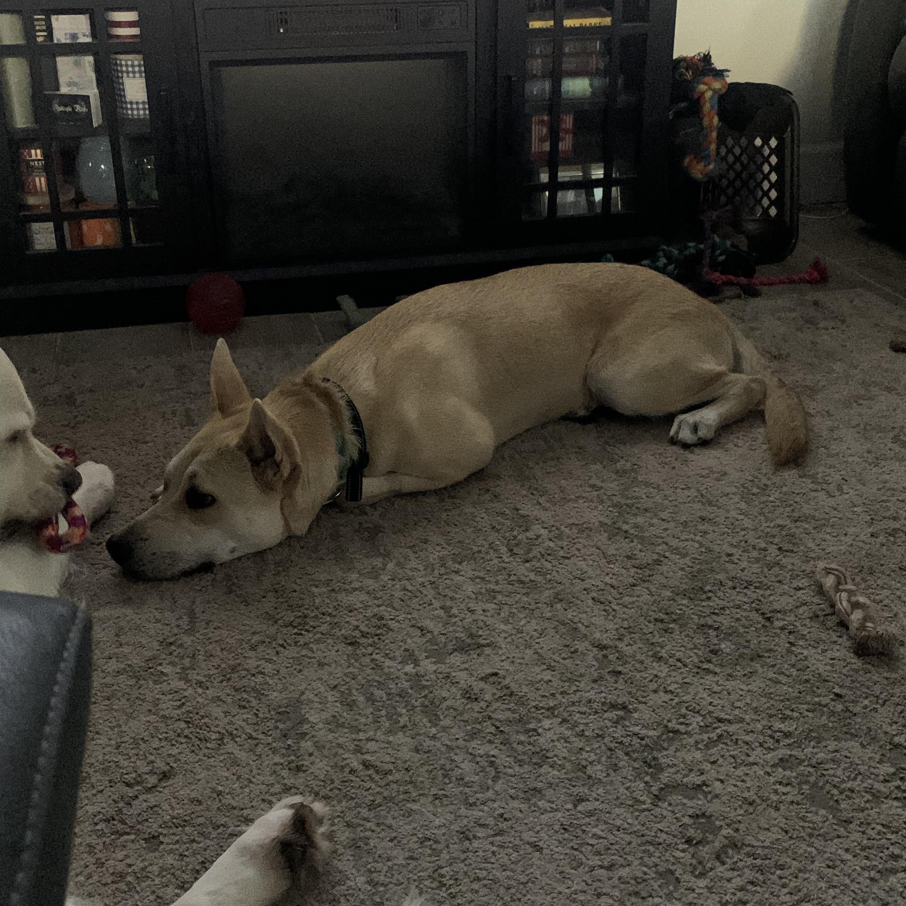 Enlarge SCOUT, a Adoptable mixed breed in San Deigo, CA image 5/5