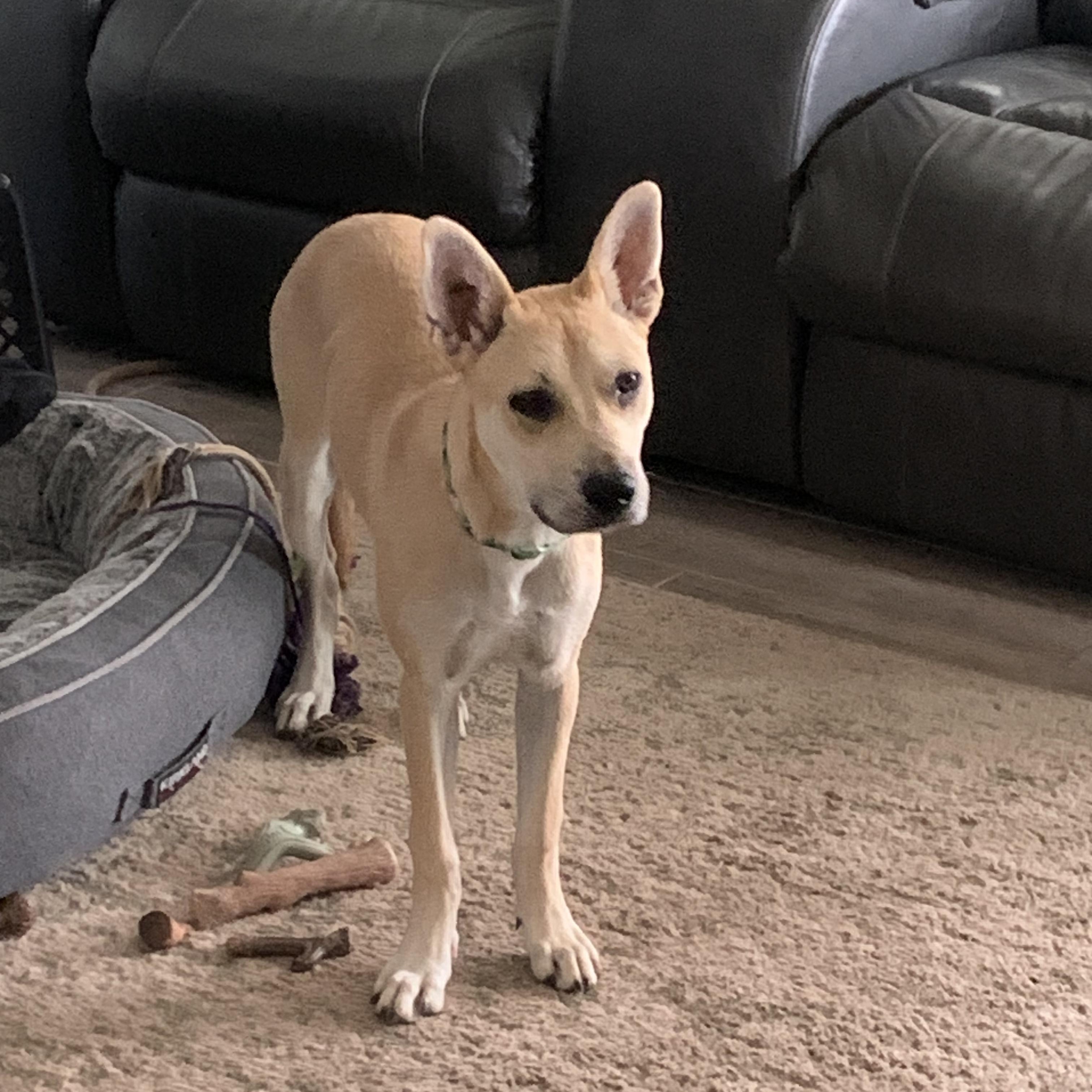 Enlarge SCOUT, a Adoptable mixed breed in San Deigo, CA image 4/5