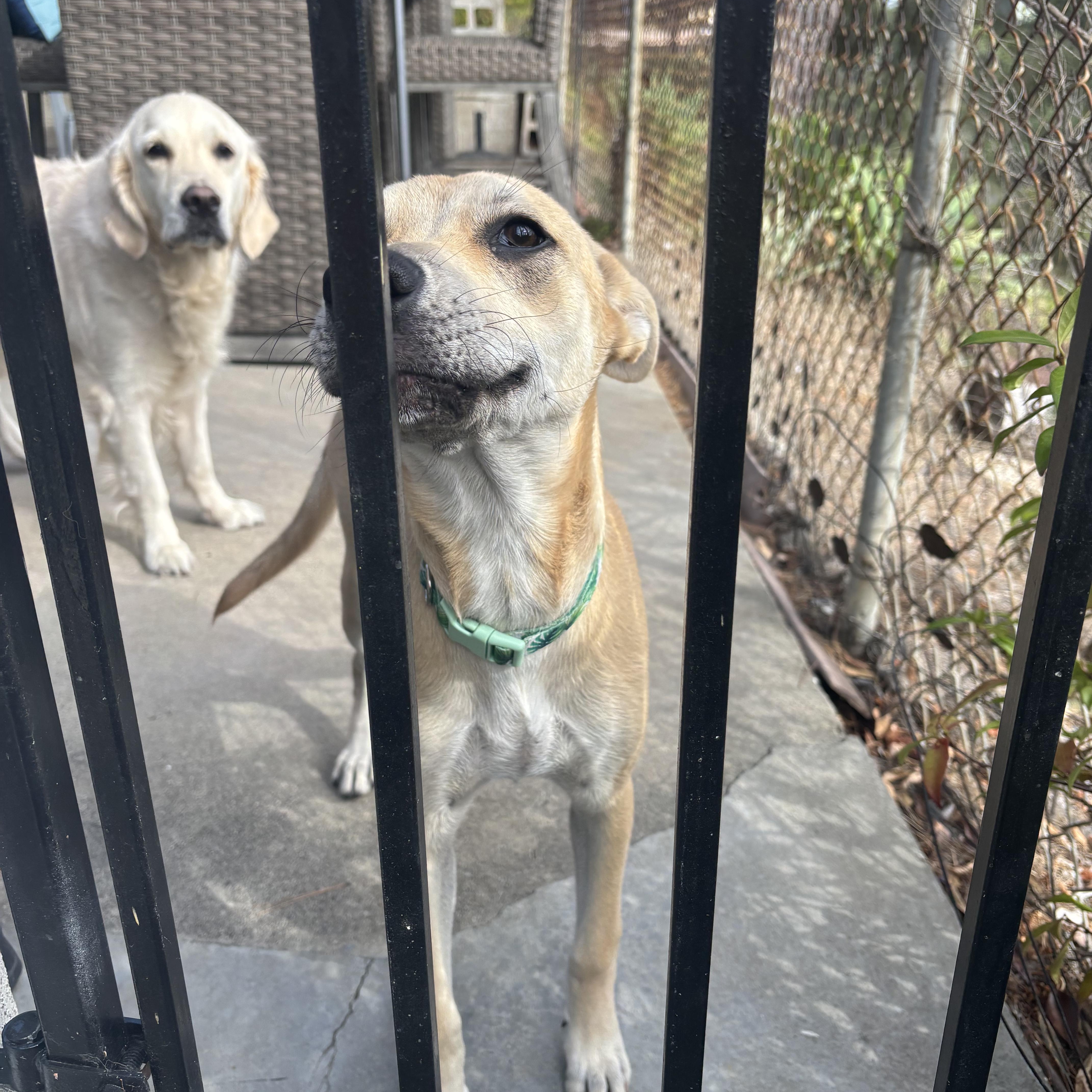 Enlarge SCOUT, a Adoptable mixed breed in San Deigo, CA image 2/5