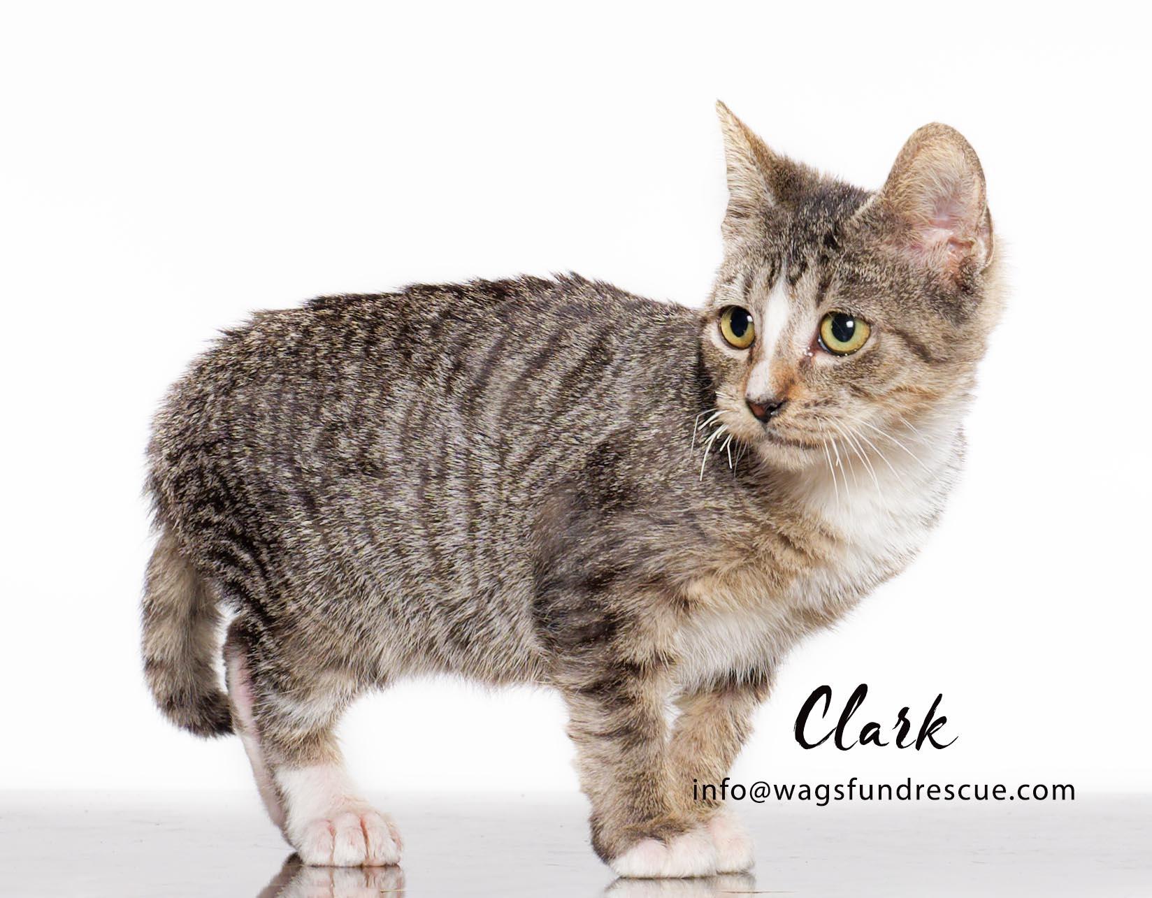 Clark, a Adoptable mixed breed in Houston, TX image 4/4