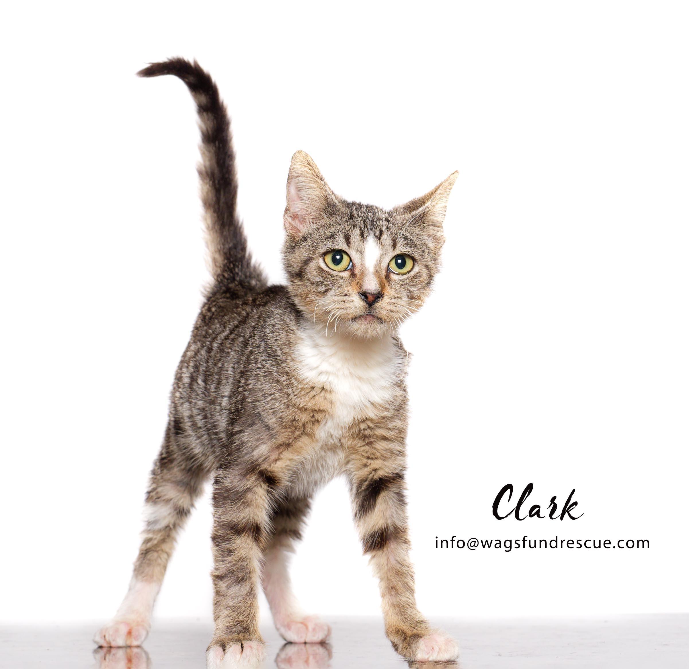 Clark, a Adoptable mixed breed in Houston, TX image 3/4