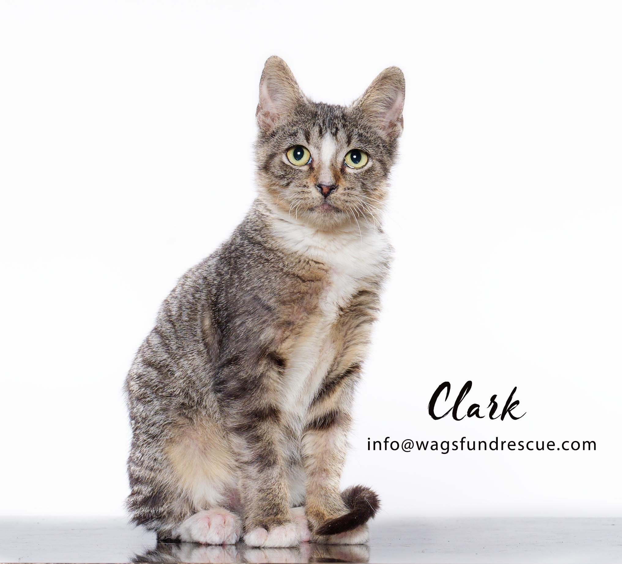 Clark, a Adoptable mixed breed in Houston, TX image 1/4
