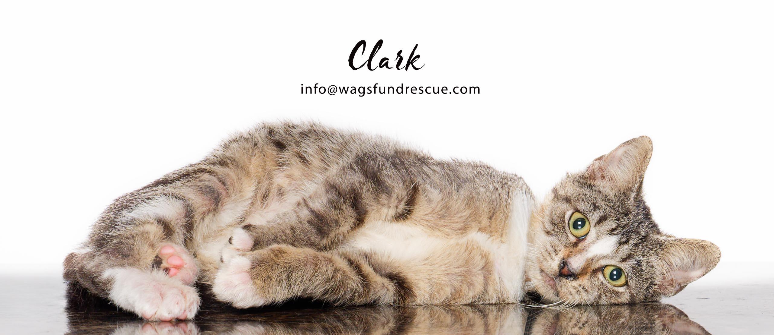 Clark, a Adoptable mixed breed in Houston, TX image 2/4