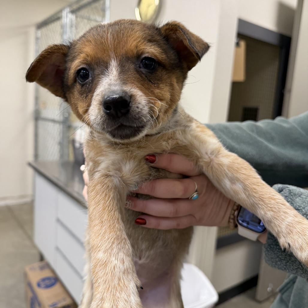 April Ludgate, a Adoptable mixed breed in Cody, WY image 1/2