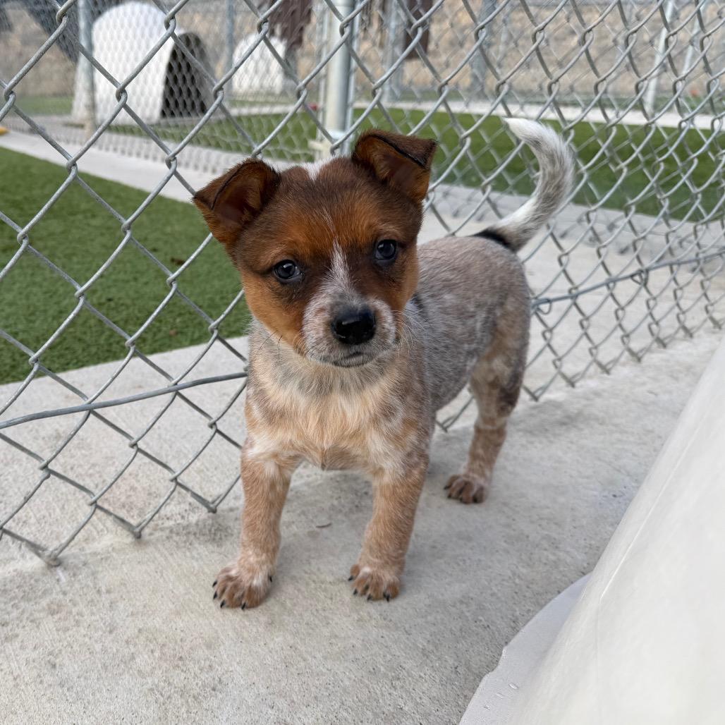April Ludgate, a Adoptable mixed breed in Cody, WY image 2/2