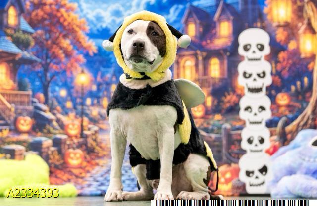 LARRY, Adoptable, Adult Male Mixed Breed.
