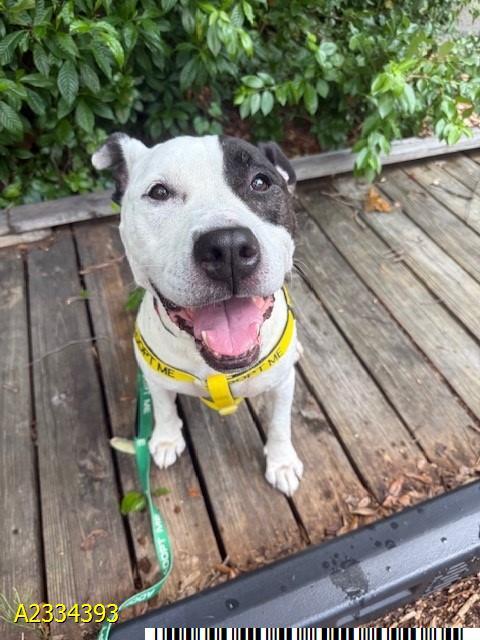 LARRY, Adoptable, Adult Male Mixed Breed.