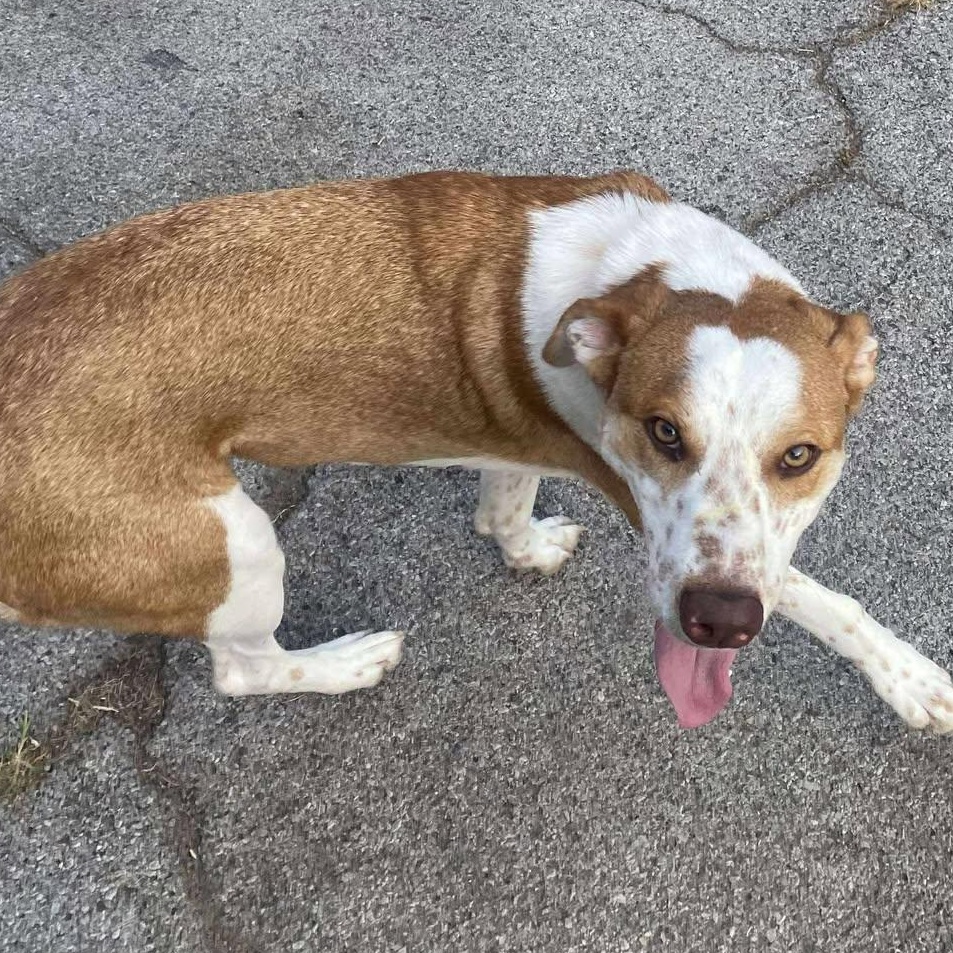 Odie