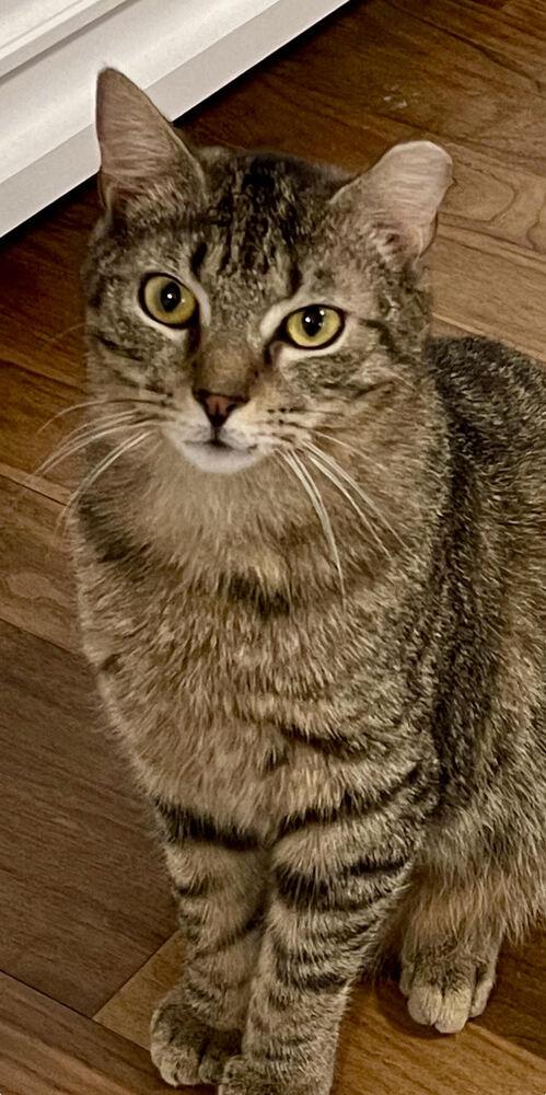 Enlarge Marty, a Adoptable Domestic Short Hair in Long Island City, NY image 1/3