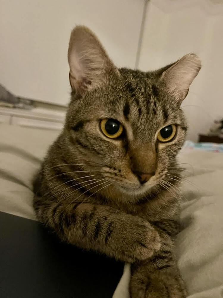 Enlarge Marty, a Adoptable Domestic Short Hair in Long Island City, NY image 2/3