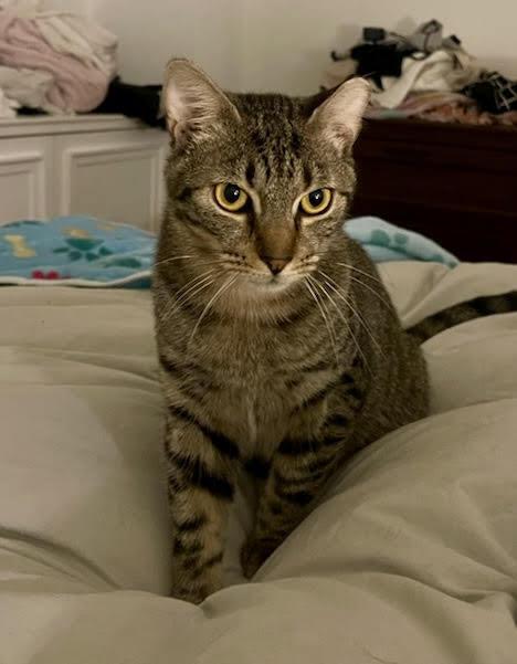 Enlarge Marty, a Adoptable Domestic Short Hair in Long Island City, NY image 3/3