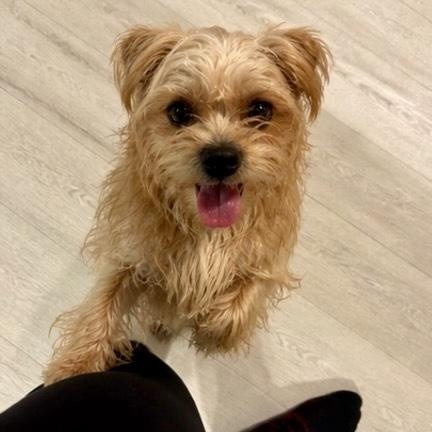 Sophia, adopted, Young Female Shih Tzu & Lhasa Apso.