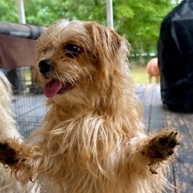 Sophia, an adopted mixed breed in Baytown, TX image 5/6