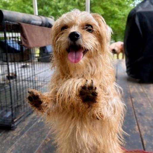 Sophia, an adopted mixed breed in Baytown, TX image 2/6
