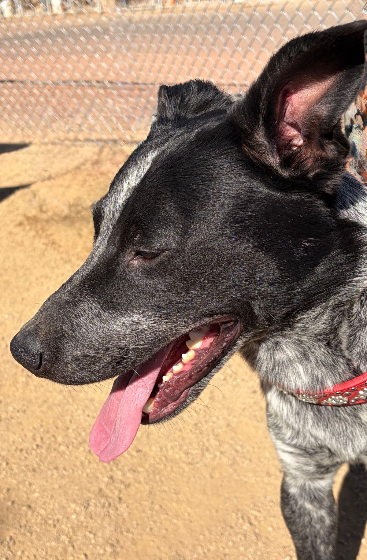 Enlarge Bruno, a Adoptable Cattle Dog in Kingman, AZ image 1/3