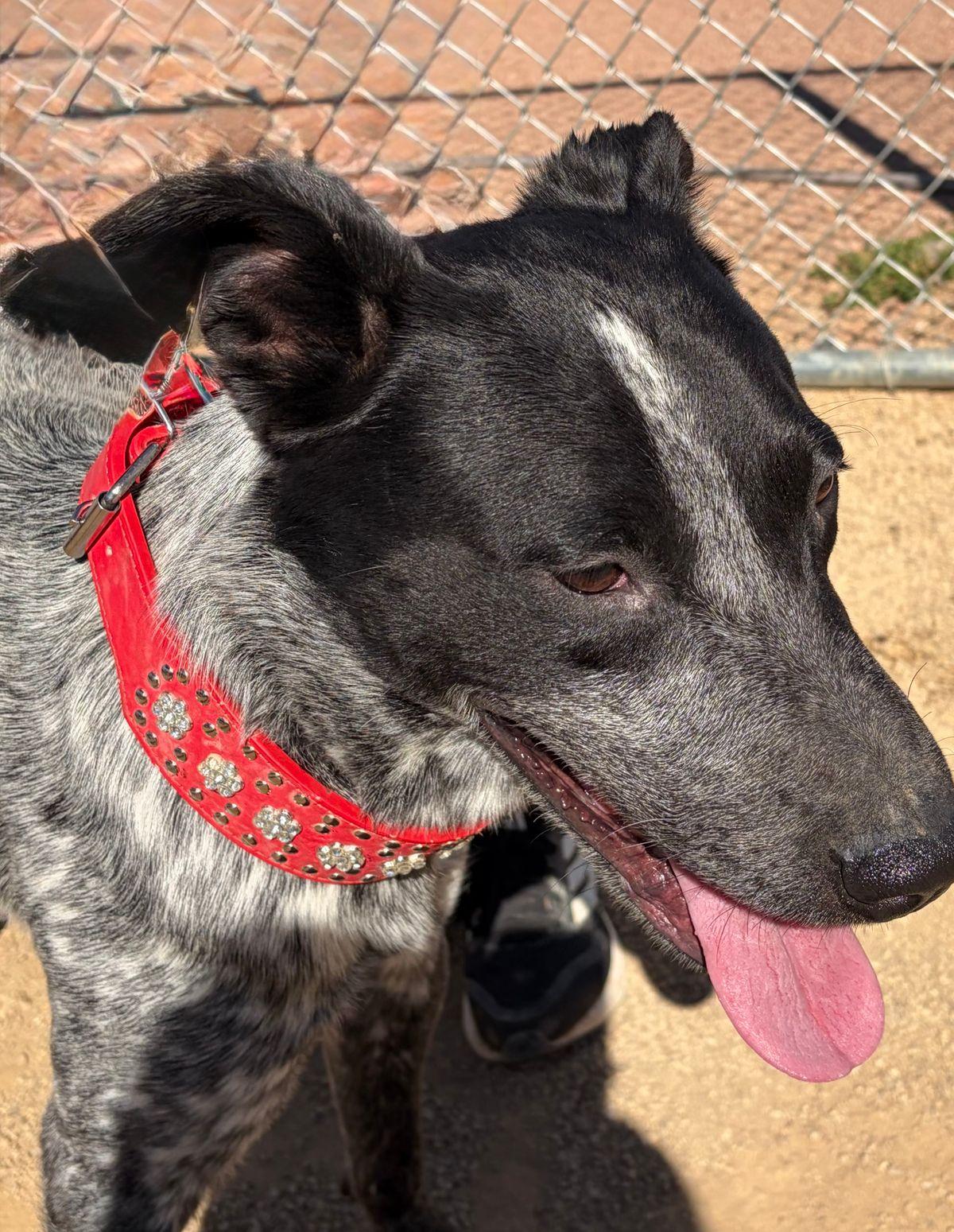 Enlarge Bruno, a Adoptable Cattle Dog in Kingman, AZ image 2/3