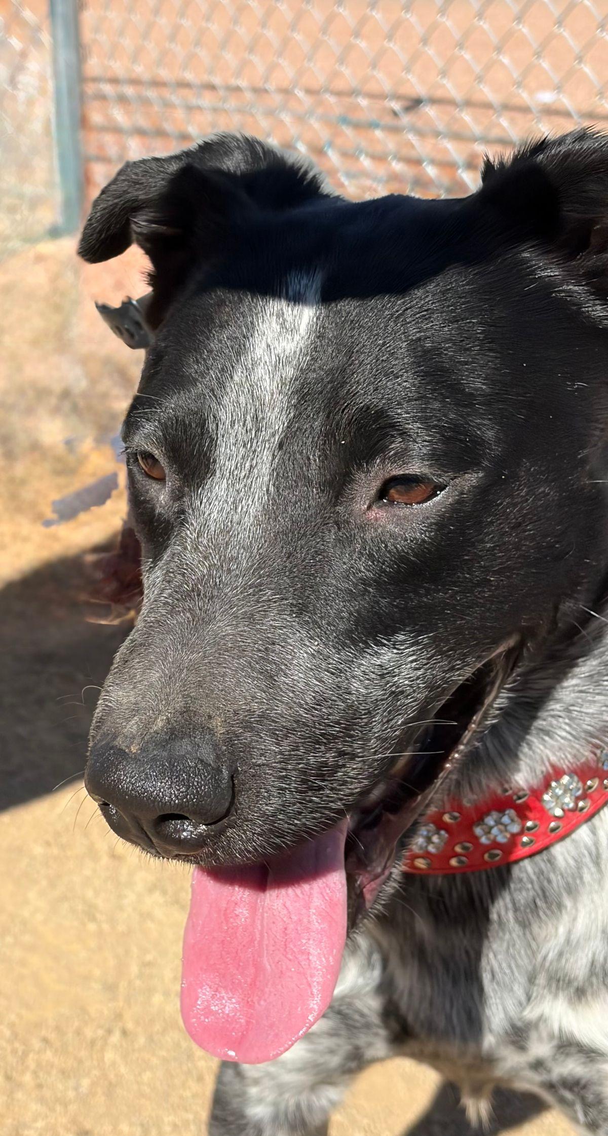 Enlarge Bruno, a Adoptable Cattle Dog in Kingman, AZ image 3/3