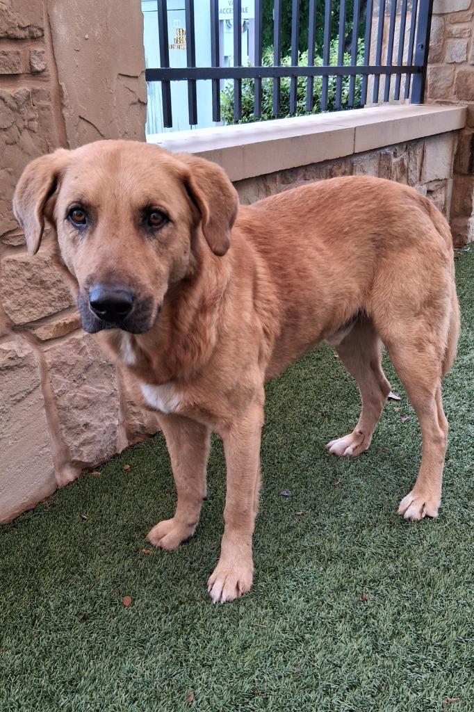 Enlarge Dexter, a Adoptable mixed breed in Seguin, TX image 1/6