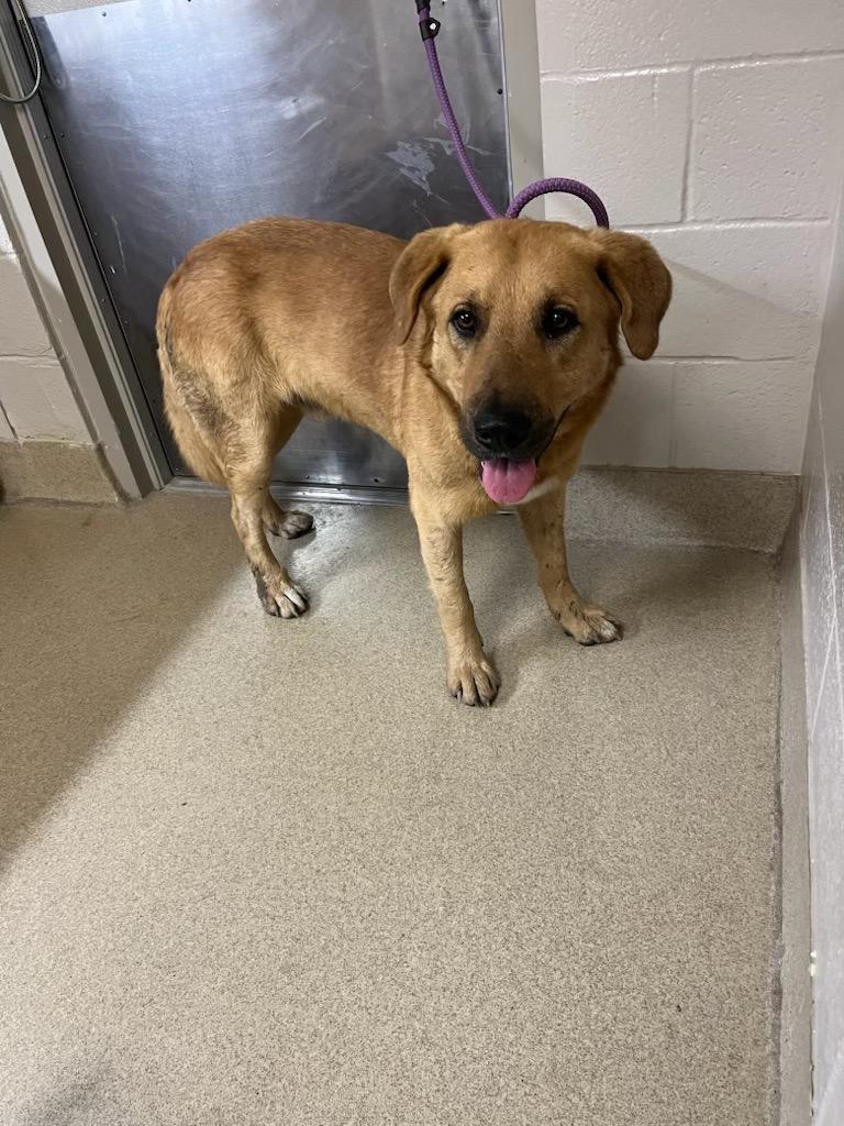 Enlarge Dexter, a Adoptable mixed breed in Seguin, TX image 2/6