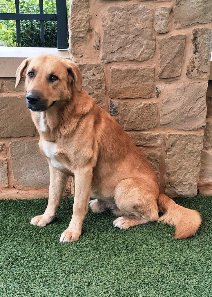 Enlarge Dexter, a Adoptable mixed breed in Seguin, TX image 3/6