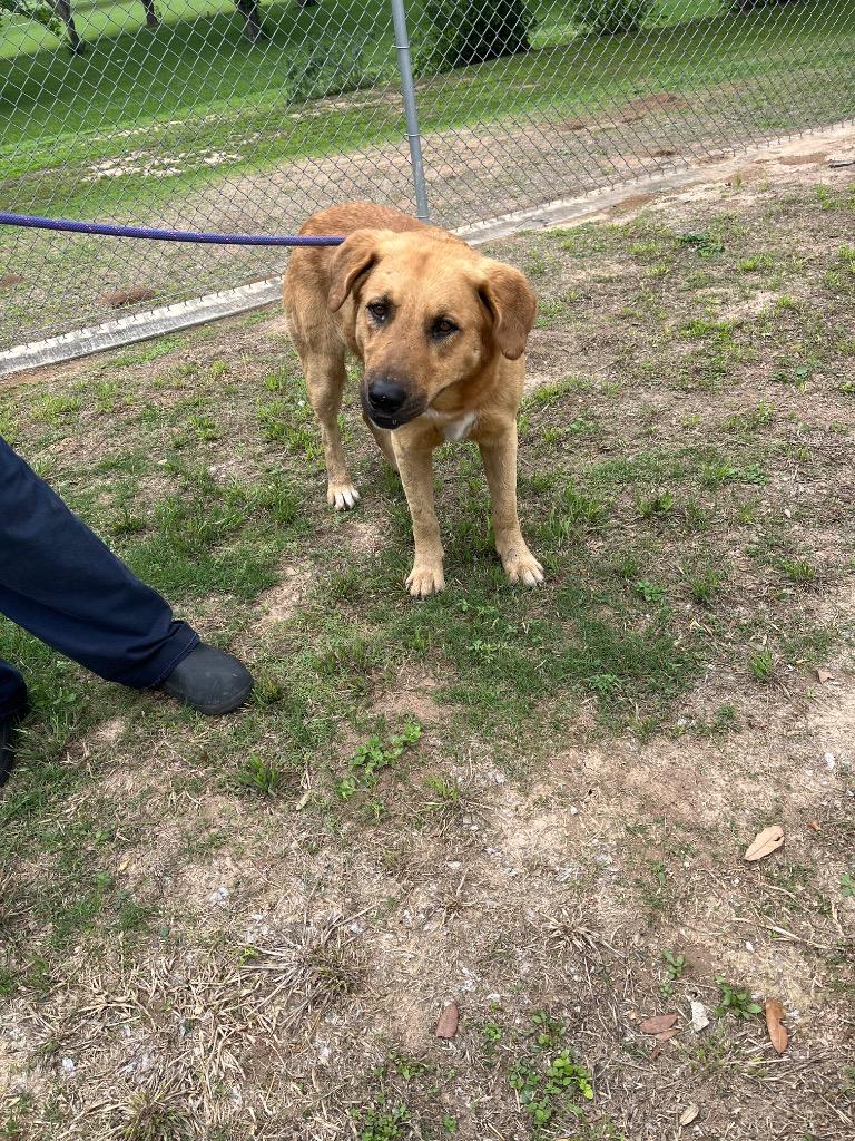 Enlarge Dexter, a Adoptable mixed breed in Seguin, TX image 4/6