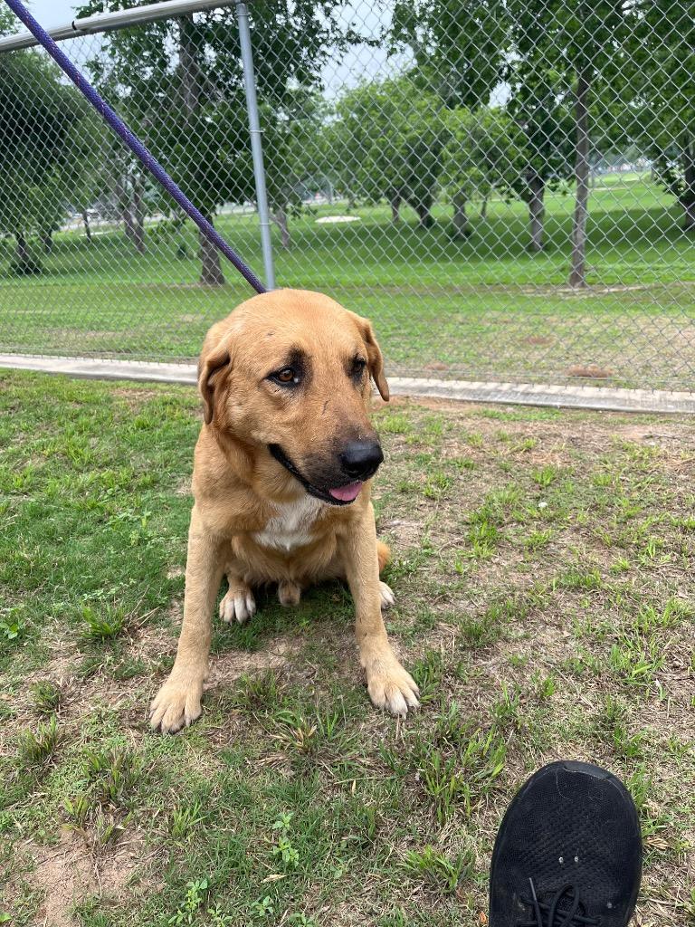 Enlarge Dexter, a Adoptable mixed breed in Seguin, TX image 5/6