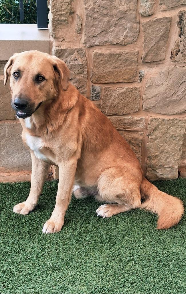 Enlarge Dexter, a Adoptable mixed breed in Seguin, TX image 6/6